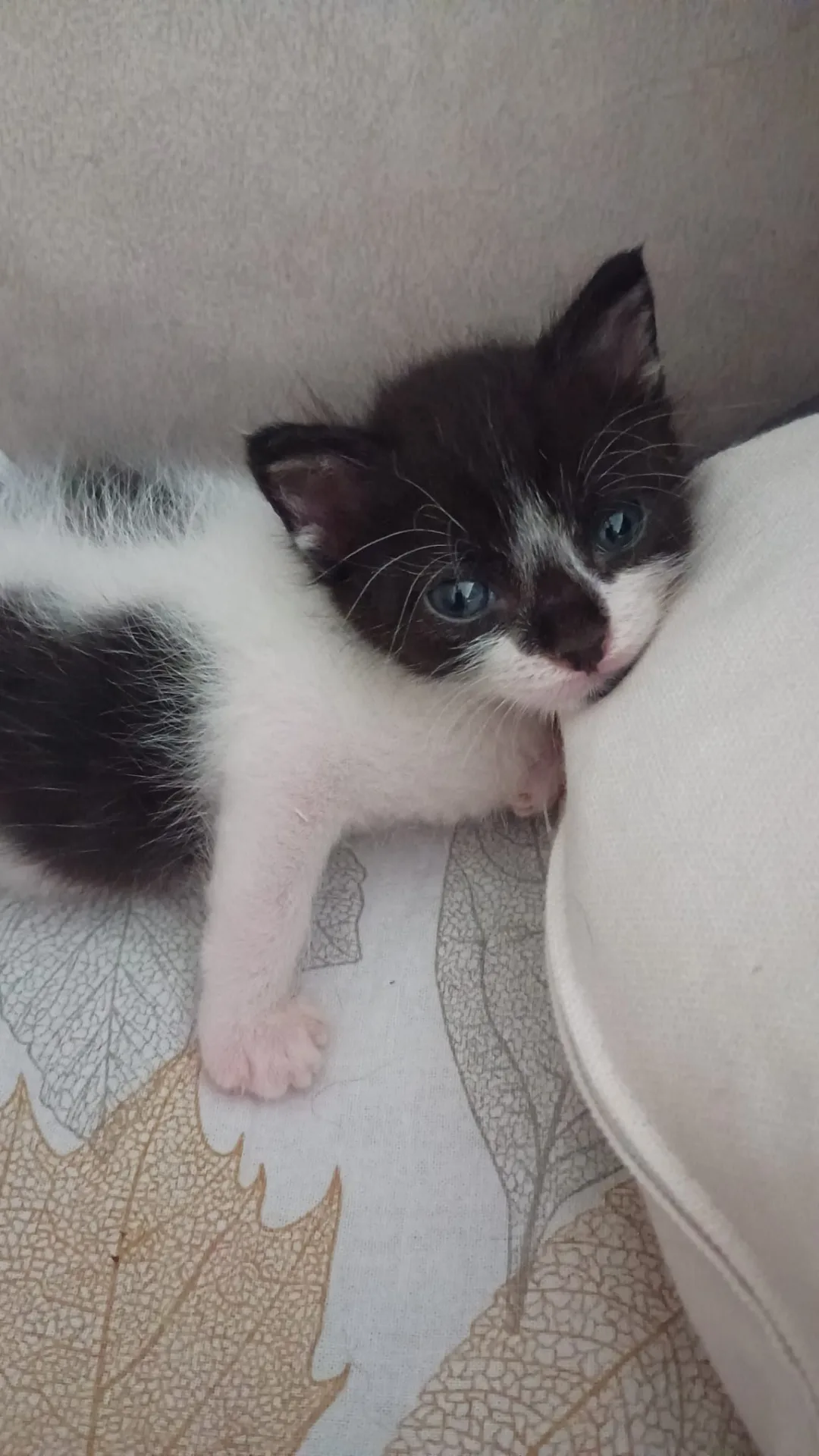 Bert, gatto Europeo in adozione a Napoli - foto 2