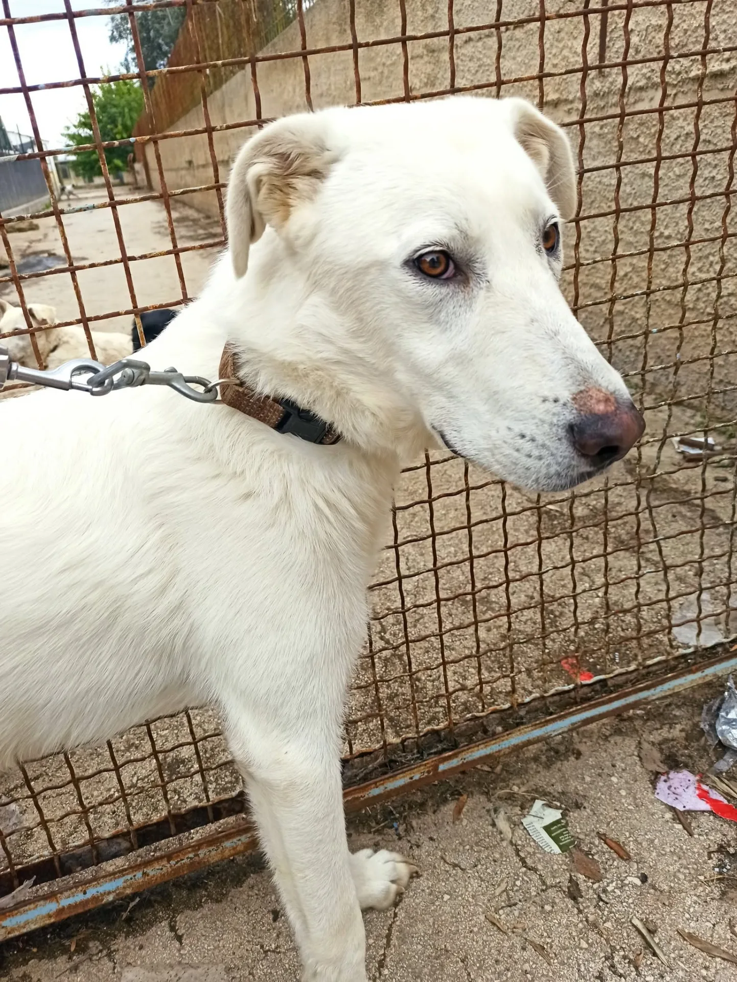 Blanco, cane Simil labrador in adozione a Bari - foto 2
