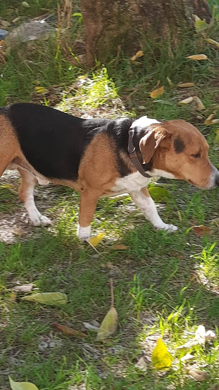 Bruno, cane meticcio in adozione a Latina - foto 4