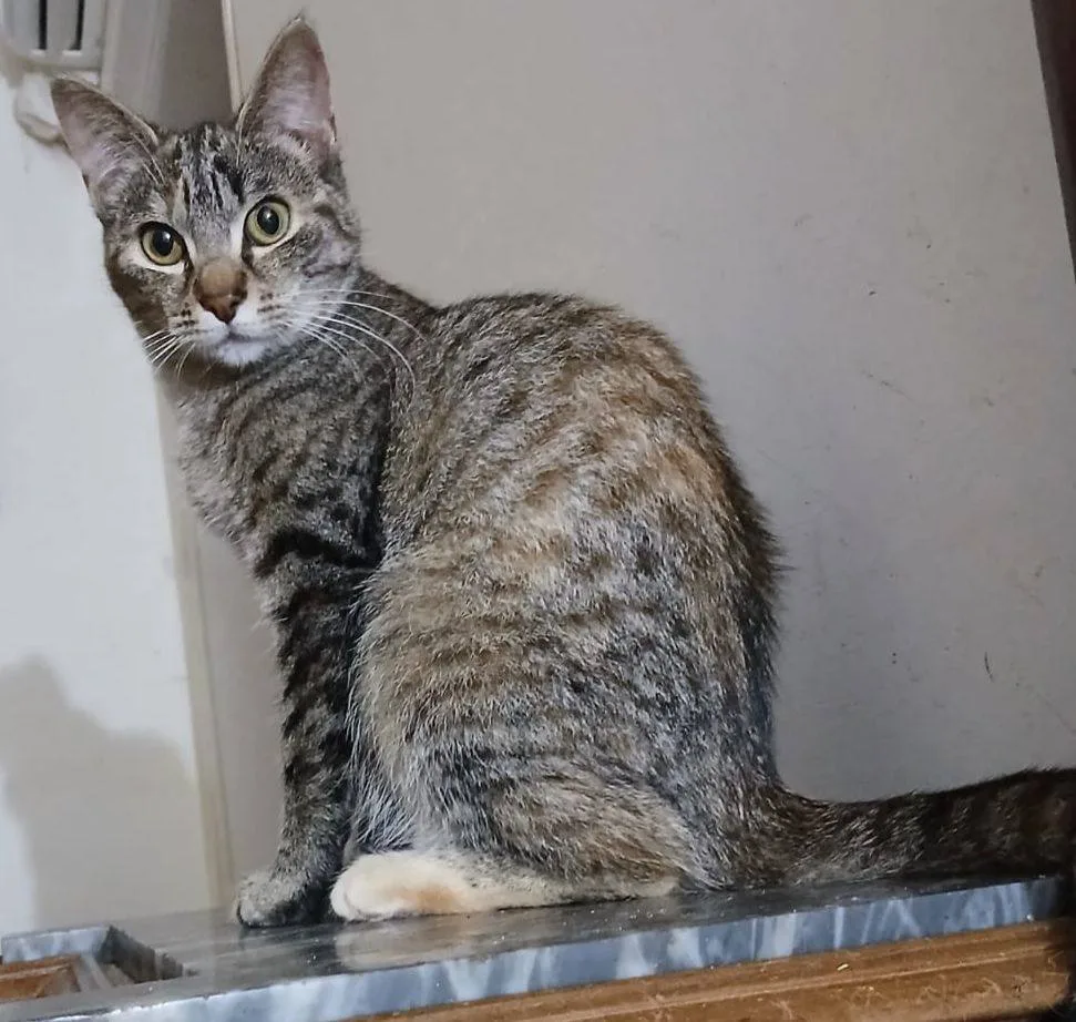 Nuria, gatto in adozione a Latina - foto 2