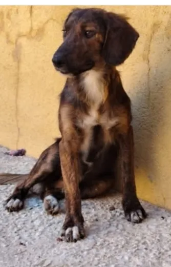 Billy, cane Meticcio in adozione a Agrigento