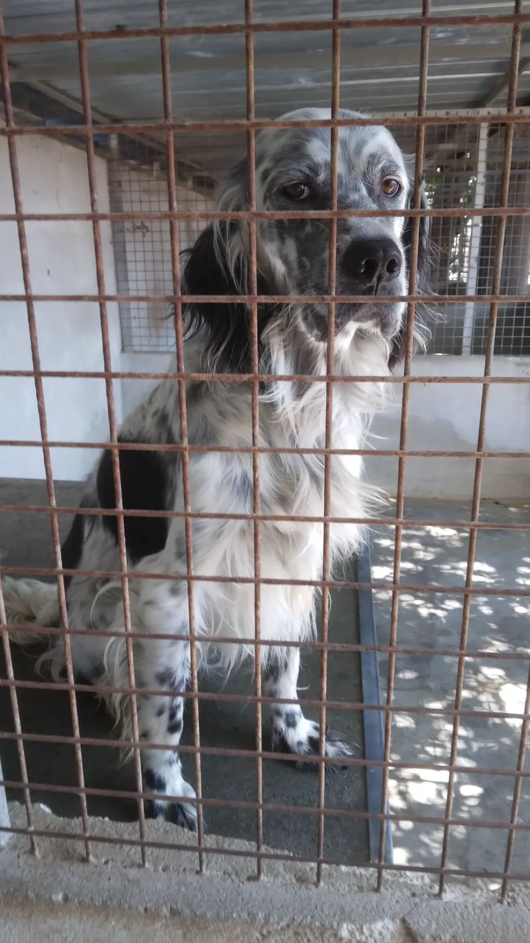 Casper, cane setter inglese in adozione a Bari - foto 3