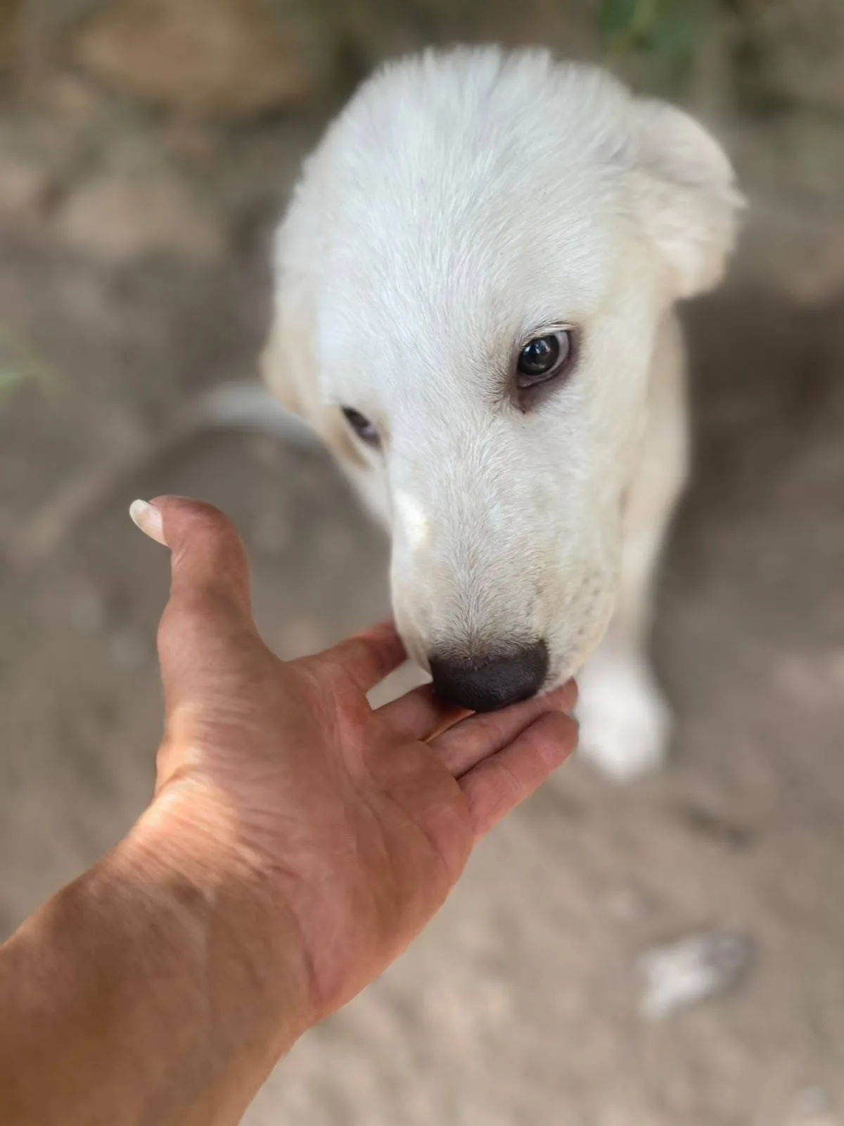 Marella, cane meticcio in adozione a Latina - foto 3