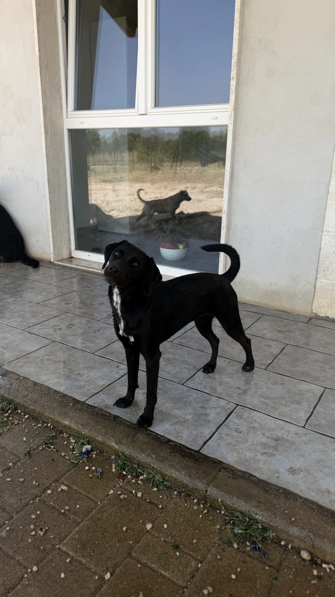 Jamie, cane Meticcio in adozione a Bari - foto 1