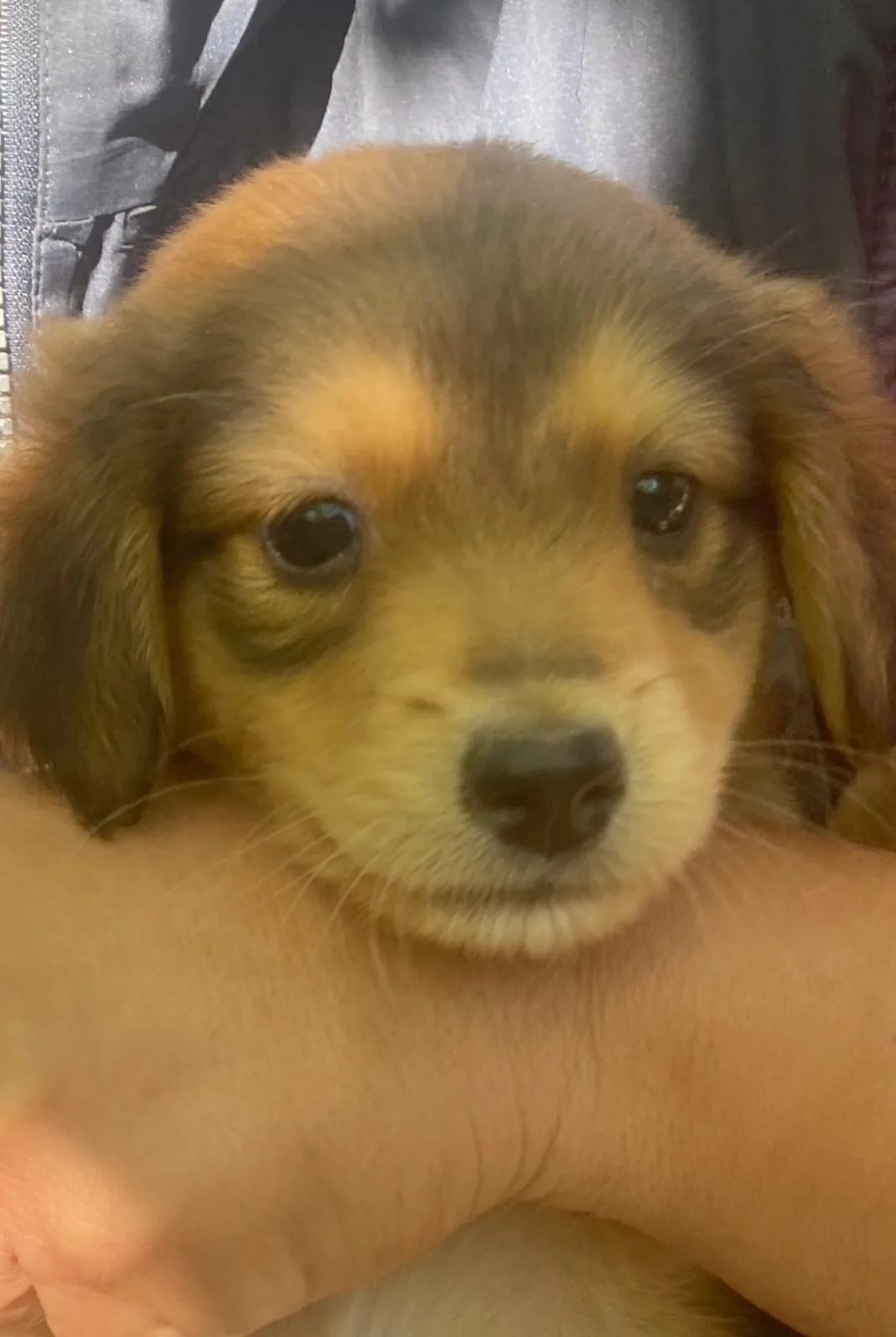 Miele, cane Meticcio in adozione a Crotone
