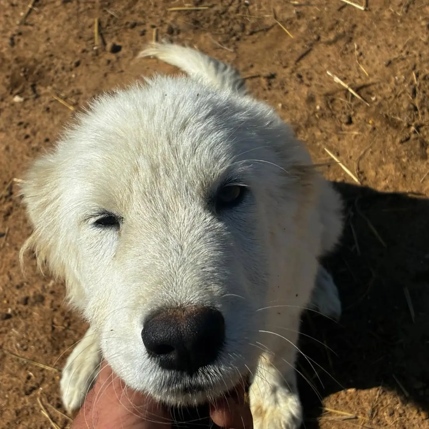 Mirtilla, cane in adozione a Latina - foto 3