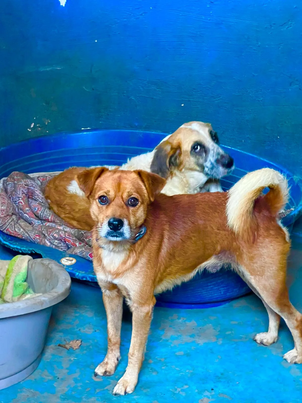Leo, cane Meticcio in adozione a Roma - foto 4