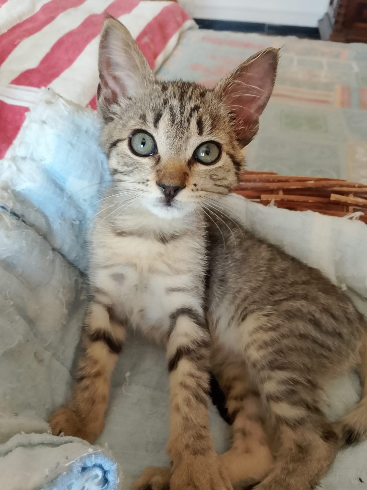 Foto 3 di Betty, gatto Meticcio in adozione