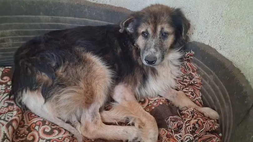 Michele, cane Meticcio in adozione a Vibo Valentia - foto 1