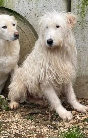 Zero, cane meticcio in adozione a Frosinone - foto 2