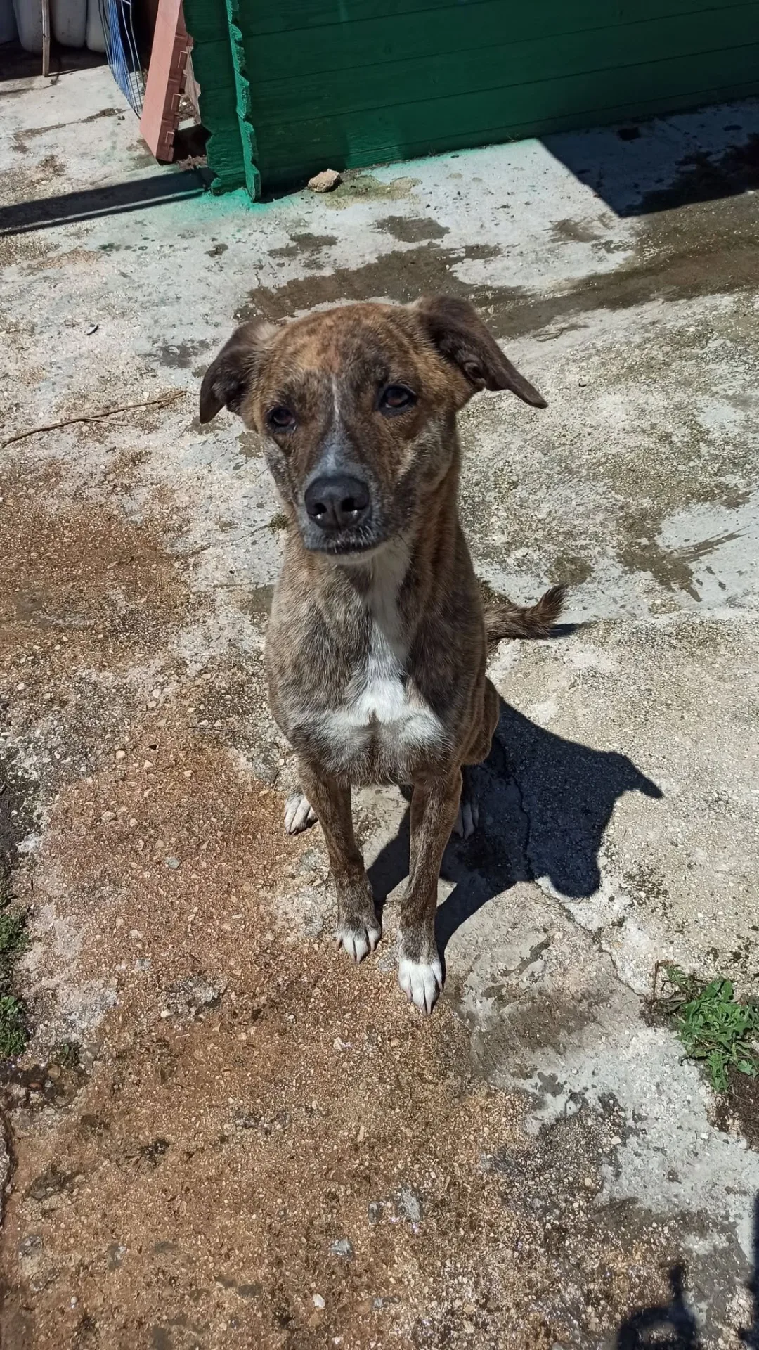 Spritz, cane Galgo in adozione a Bari - foto 1