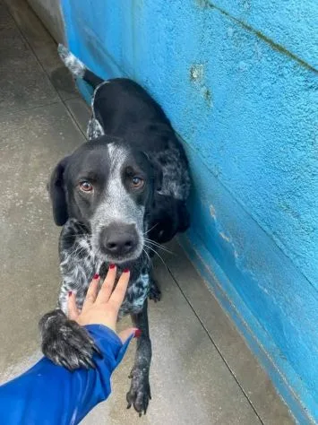 Max e Morgan, cane meticcio in adozione a Latina - foto 5