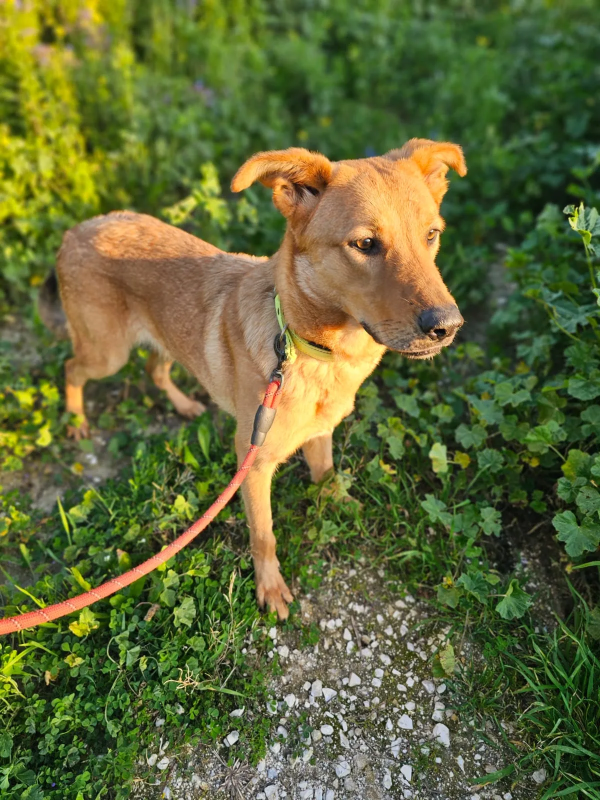Elisi, cane Meticcio in adozione a Agrigento - foto 2