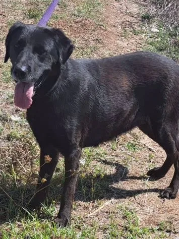 Ciccia, cane meticcia in adozione a Roma - foto 4