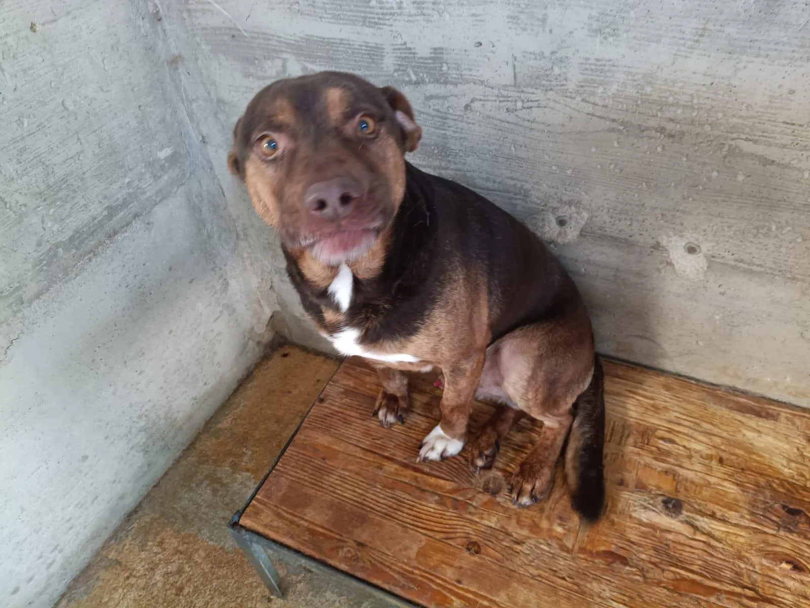 Odino, cane meticcio in adozione a Latina - foto 3