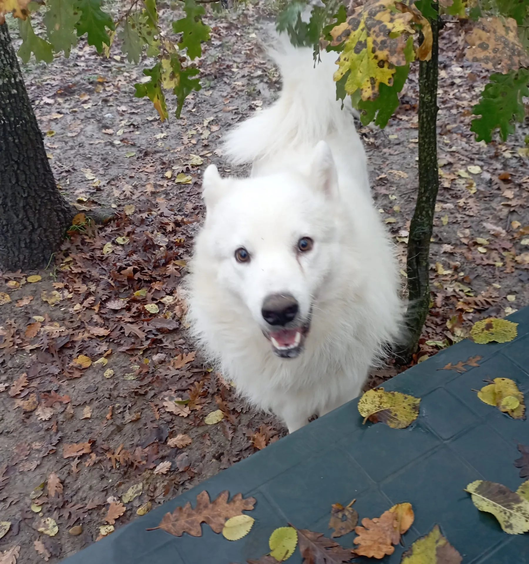 Marcello, cane meticcio in adozione a Viterbo - foto 3