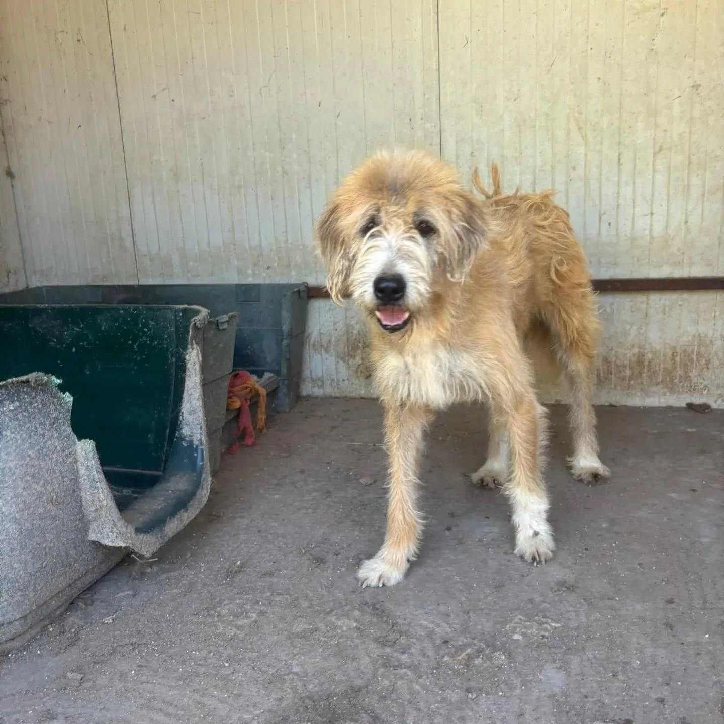 Lollo, cane meticcio in adozione a Latina - foto 1