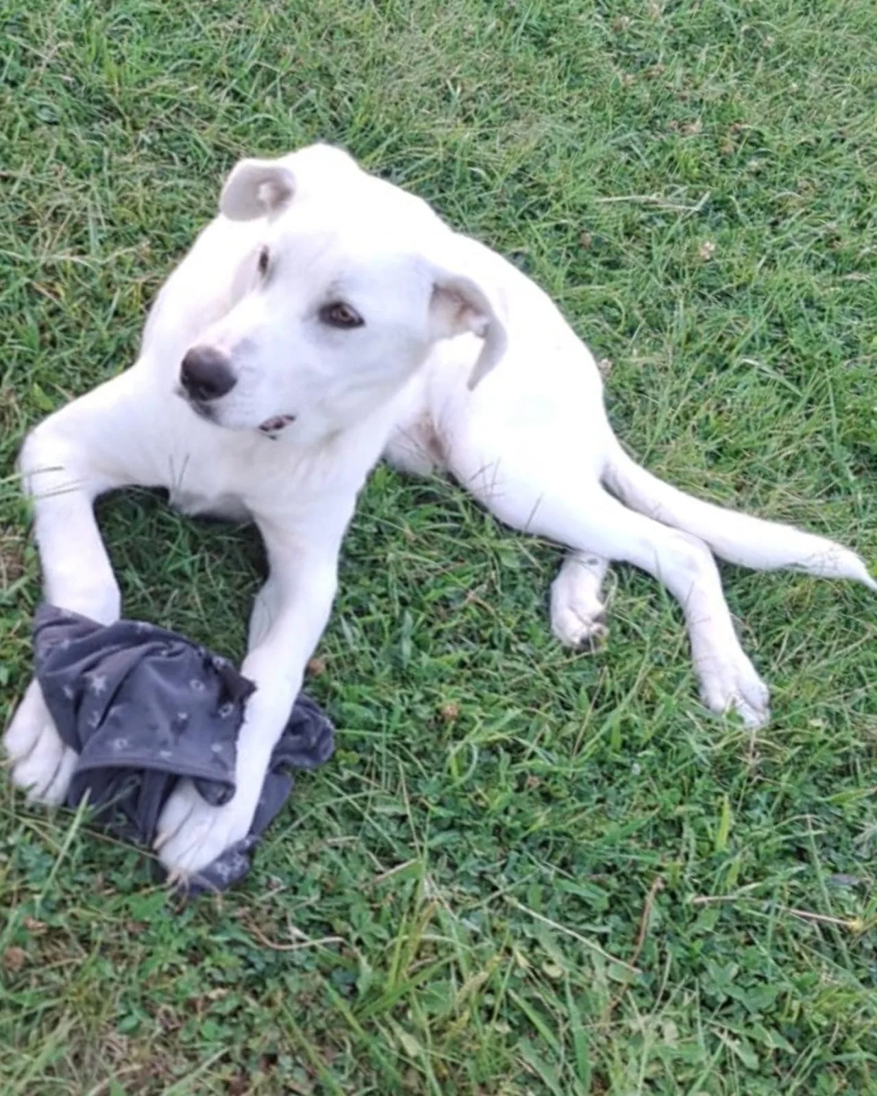 Yoshi, cane Meticcio in adozione a Crotone - foto 2