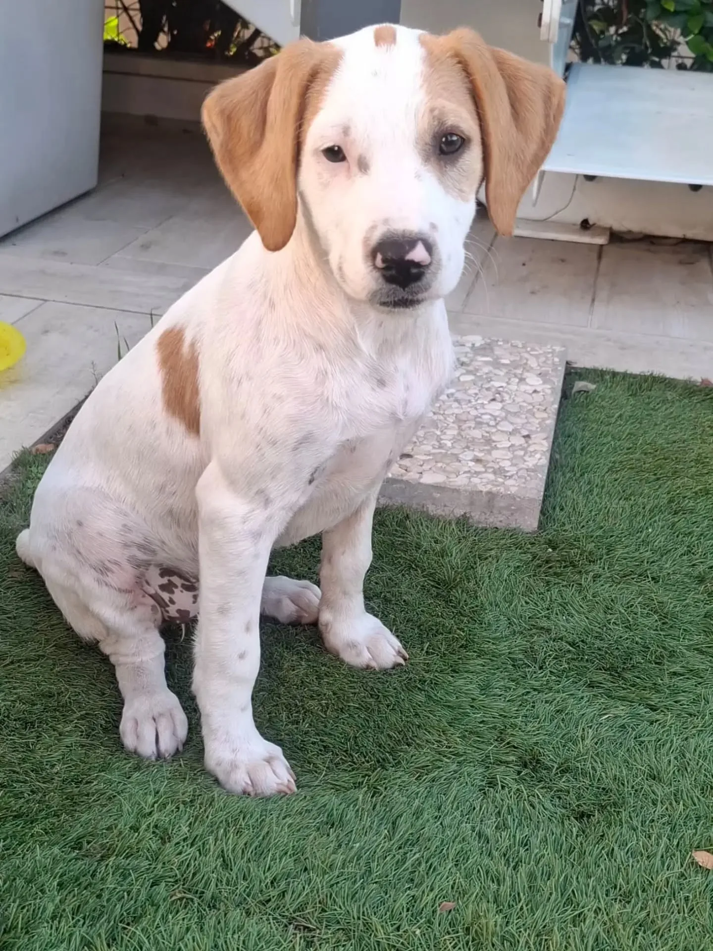 Vaniglia, cane meticcio in adozione a Latina - foto 3