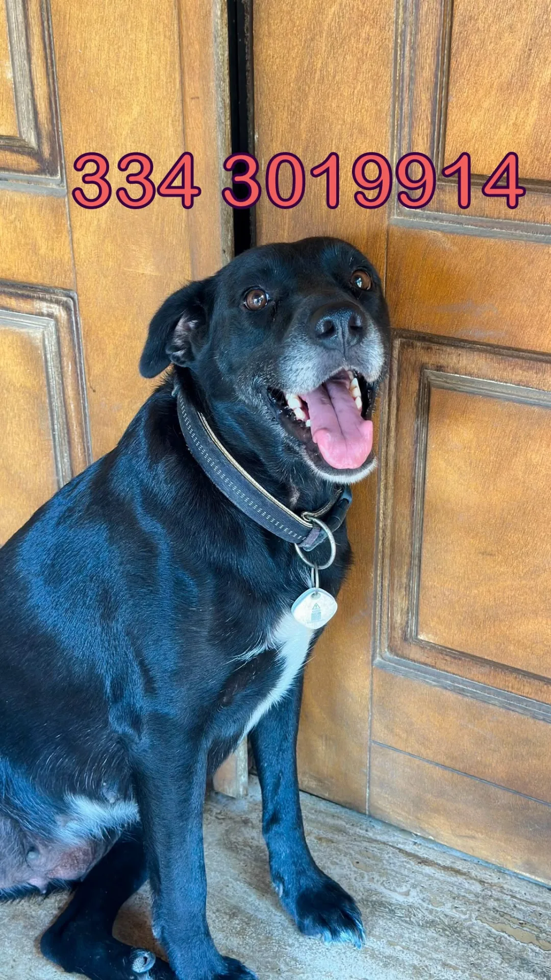 Bella, cane Meticcio in adozione a Crotone - foto 1