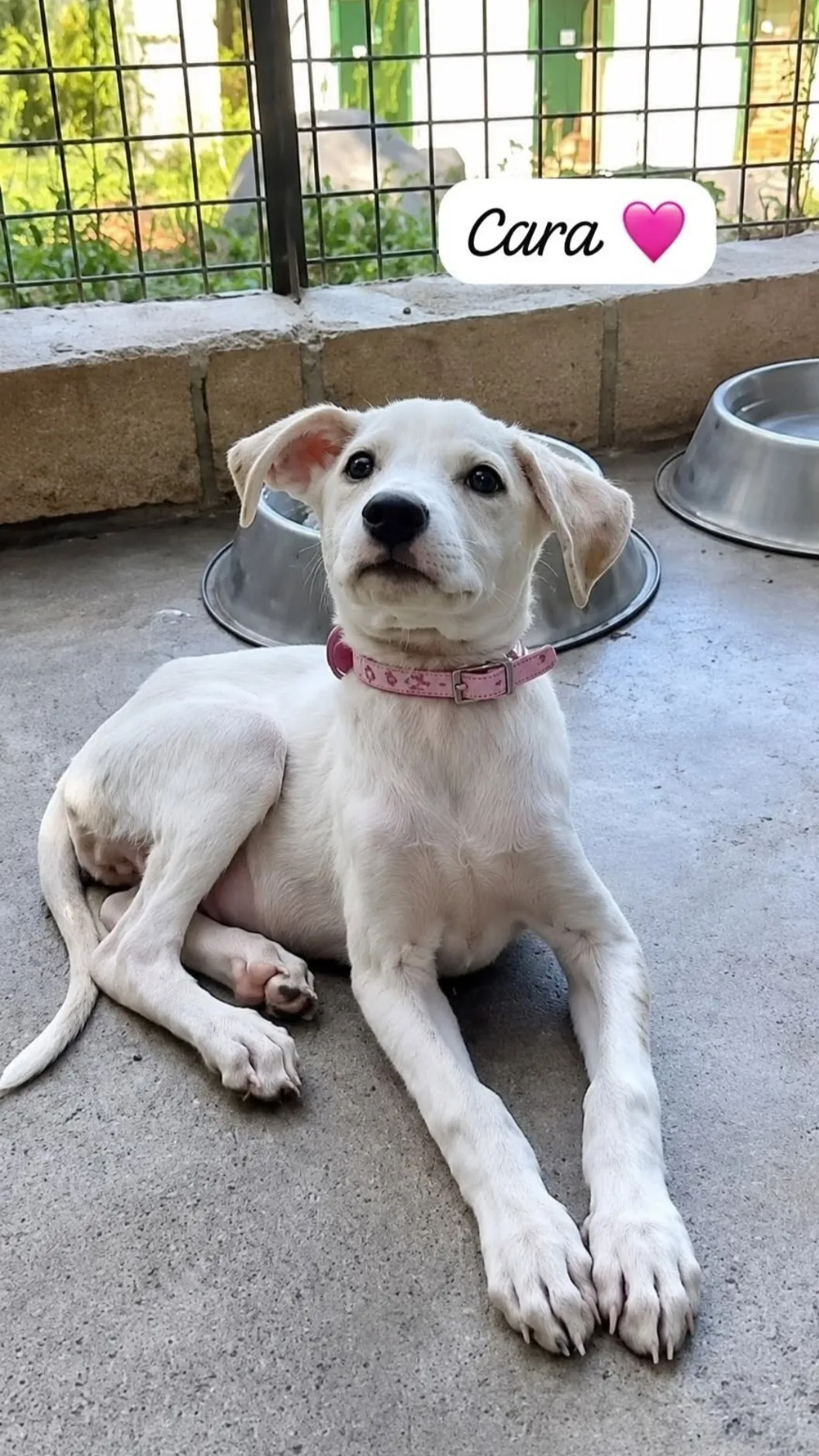 Cara, cucciola,Carla cocca, cane in adozione a Catanzaro - foto 2