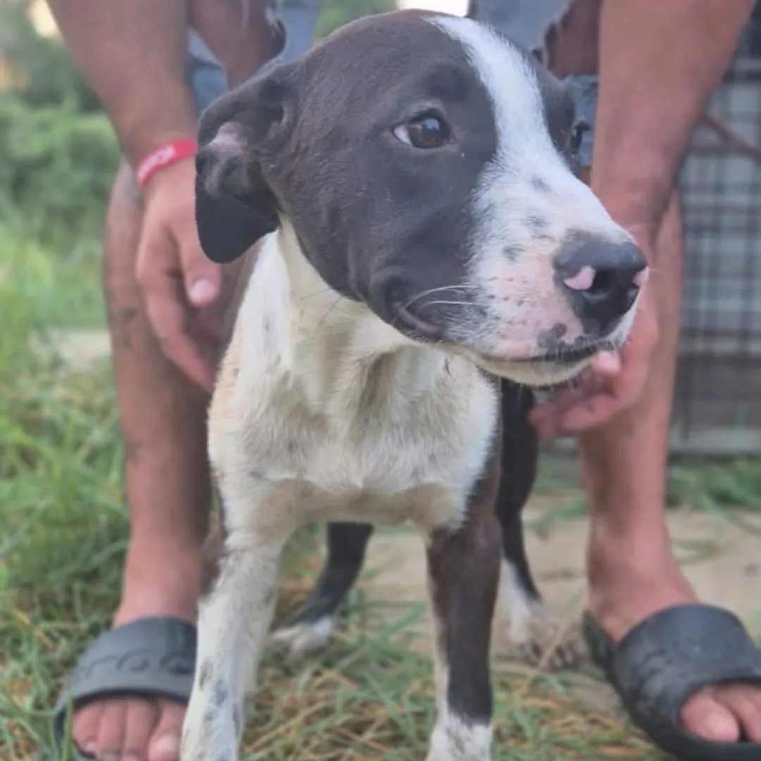 Bart, cane Meticcio in adozione a Crotone - foto 4