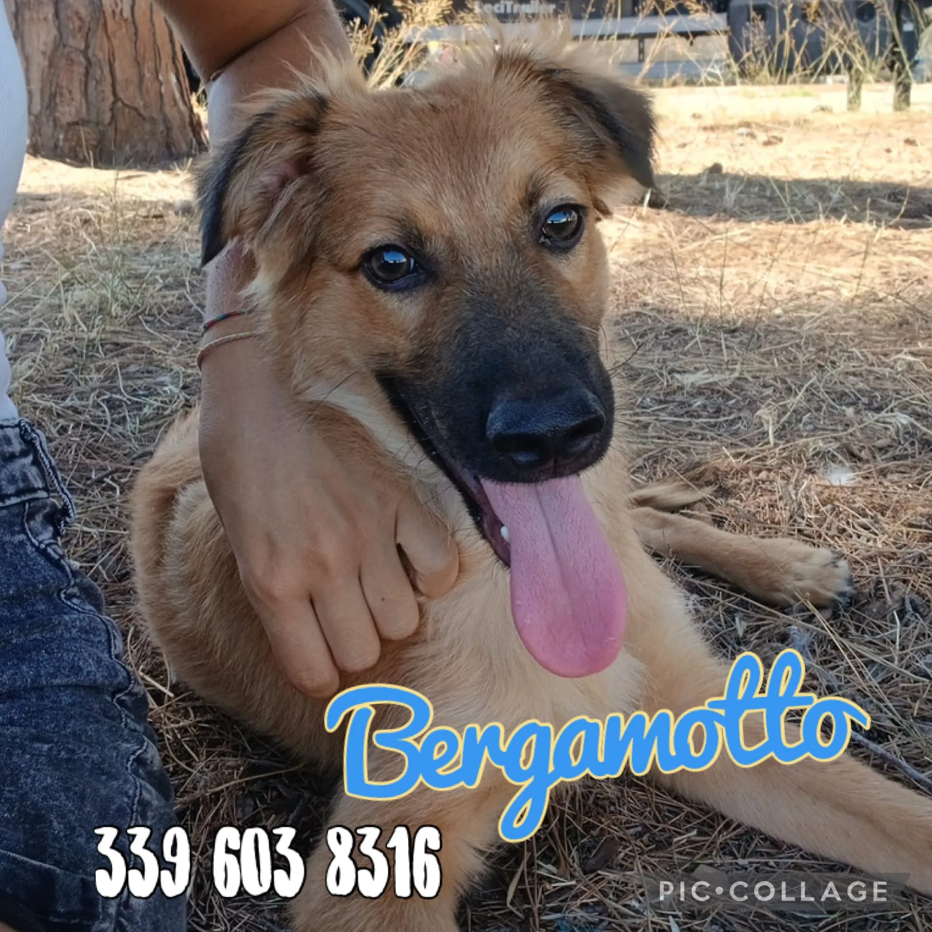 Bergamotto, cane Meticcio in adozione a Crotone - foto 2