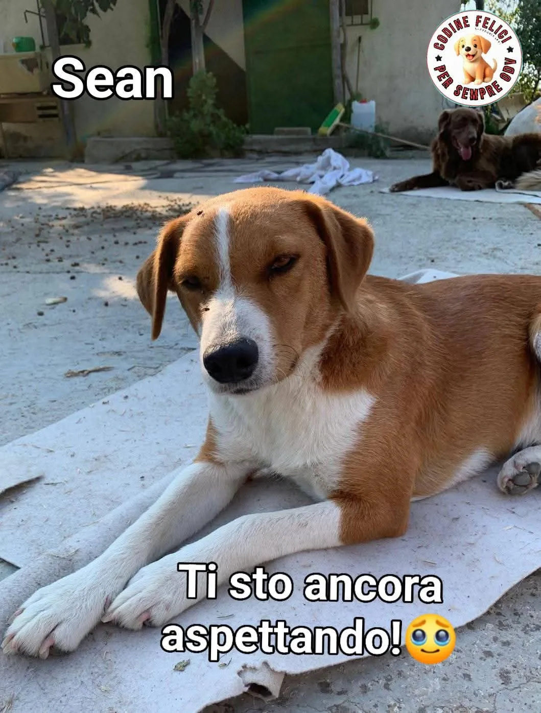 Sean, cane Mix Jack Russel in adozione a Milano - foto 1