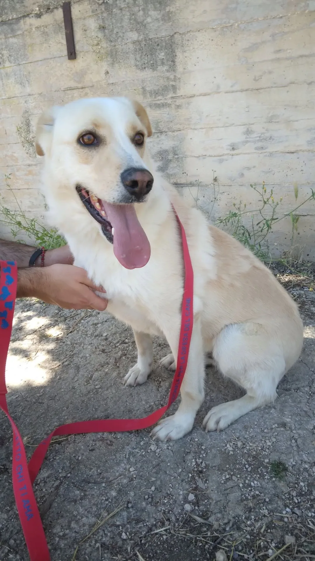 Dodo, cane meticcio in adozione a Bari - foto 3