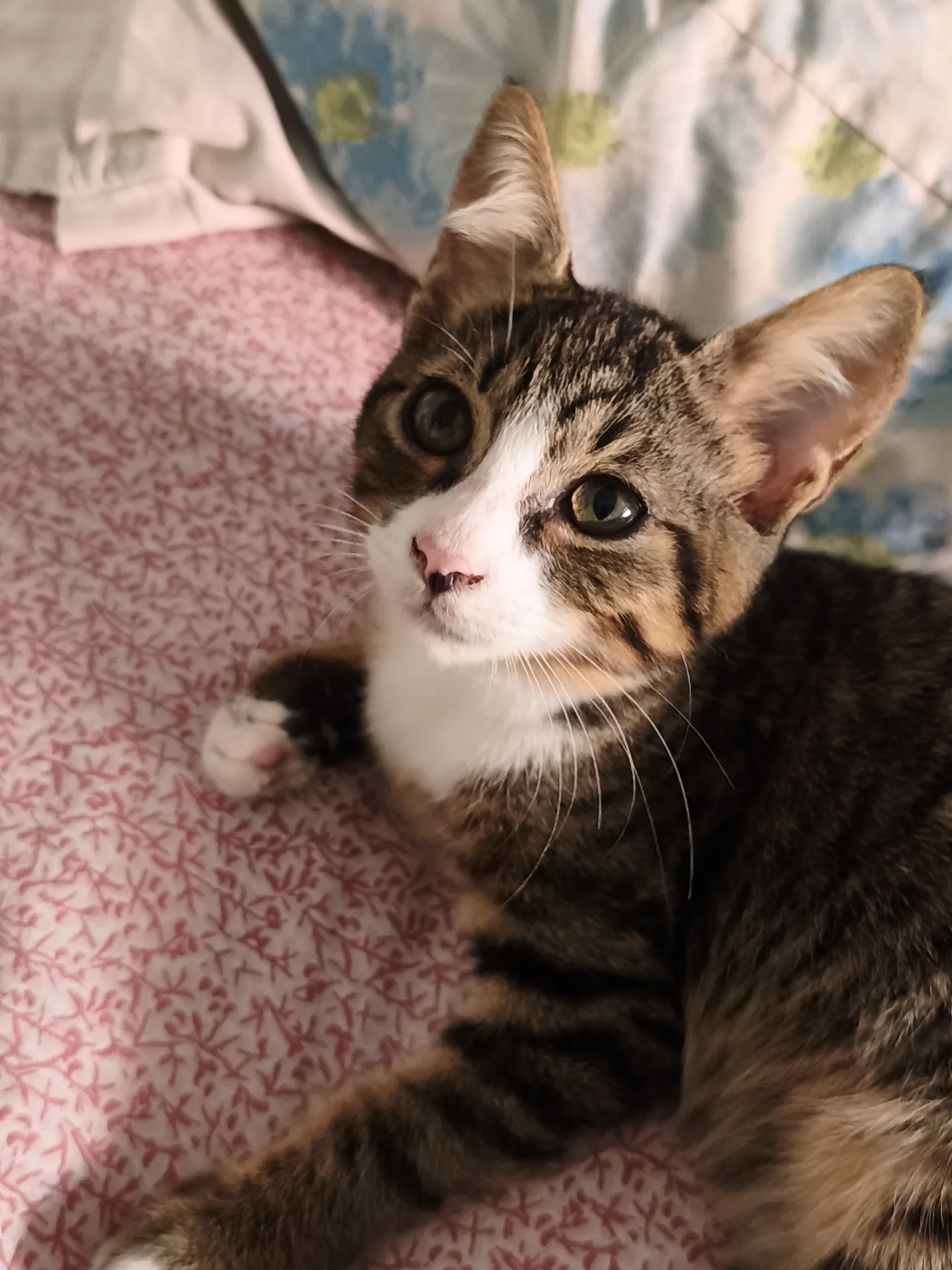 Bon Bon, gatto Europeo in adozione a Latina - foto 5
