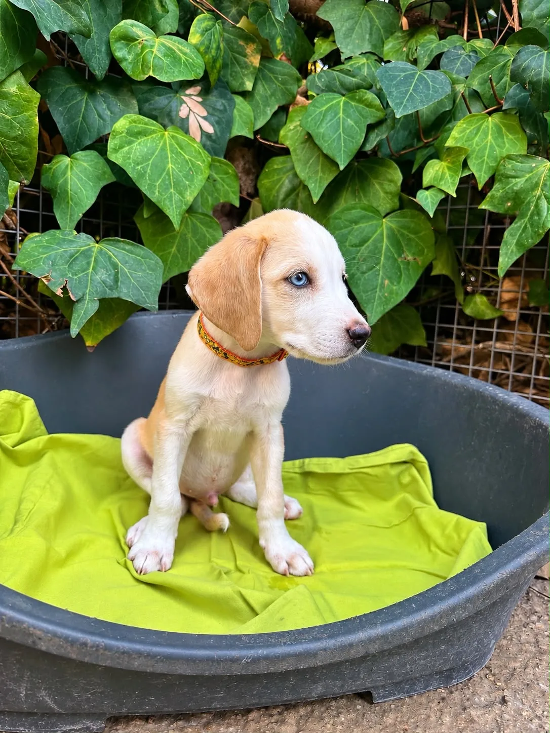 Martino, cane Meticcia in adozione a Siracusa - foto 4