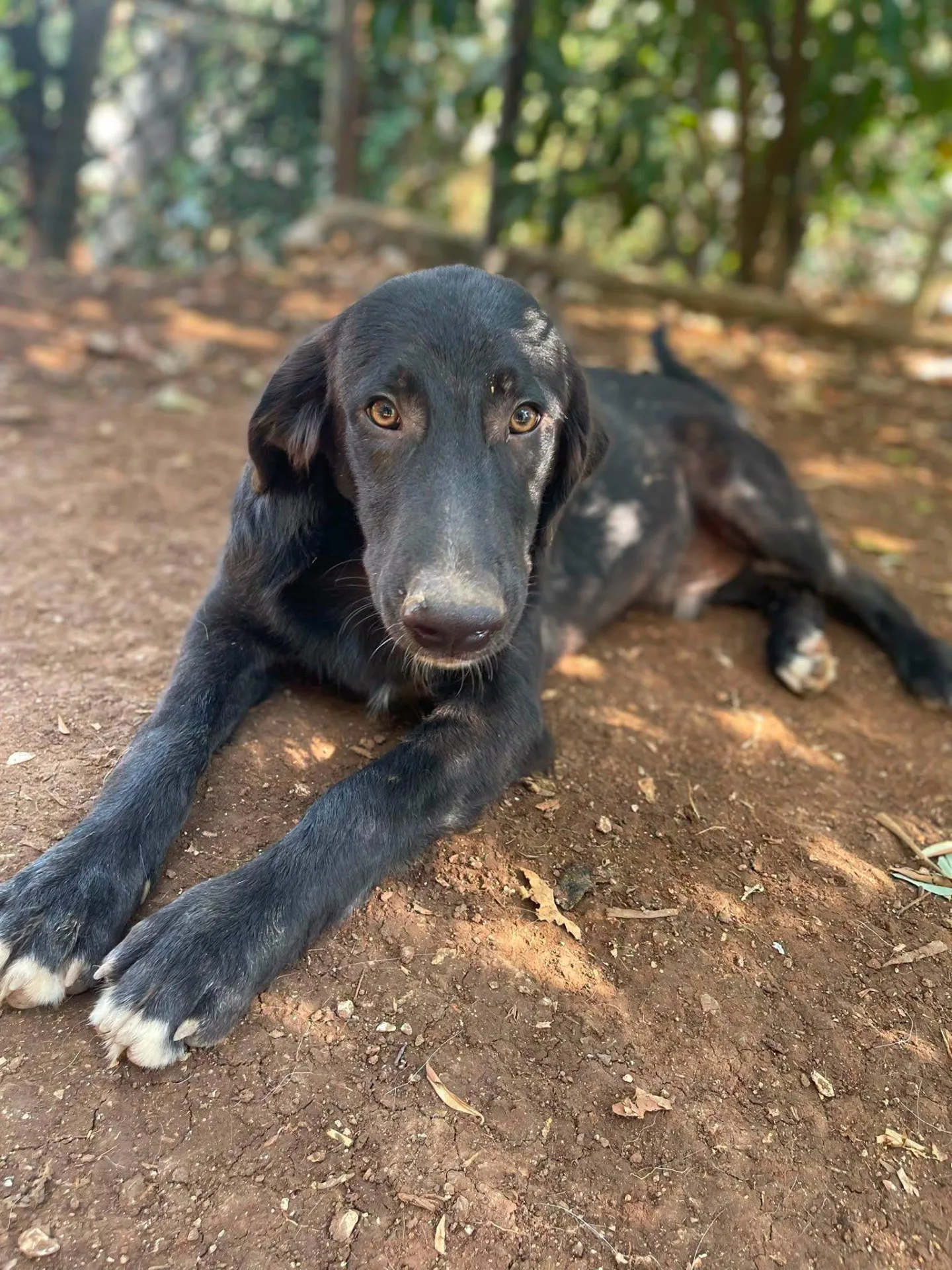 Merlot, cane meticcio in adozione a Latina - foto 3