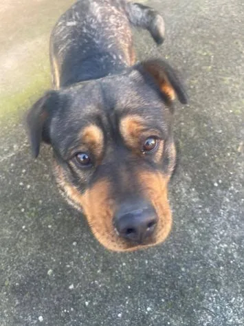 Kelly, cane meticcio in adozione a Latina - foto 4