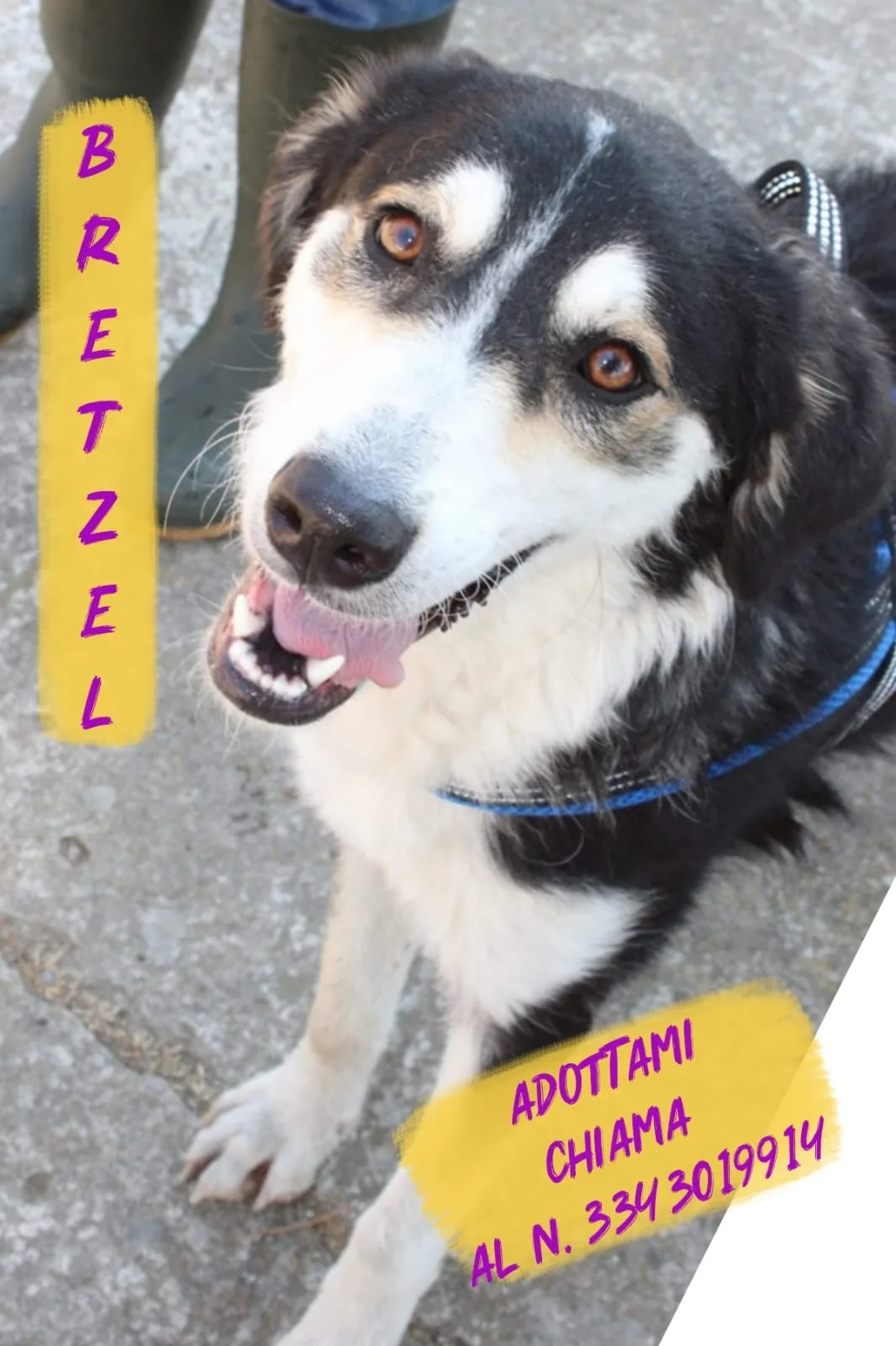Bretzel, cane Meticcio in adozione a Crotone