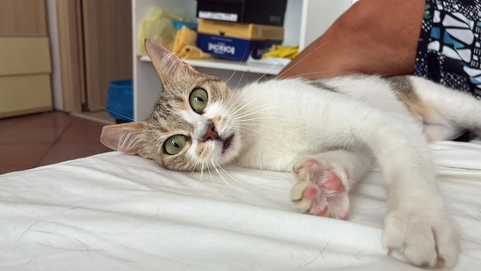 Foto 5 di Hope, gatto europeo in adozione