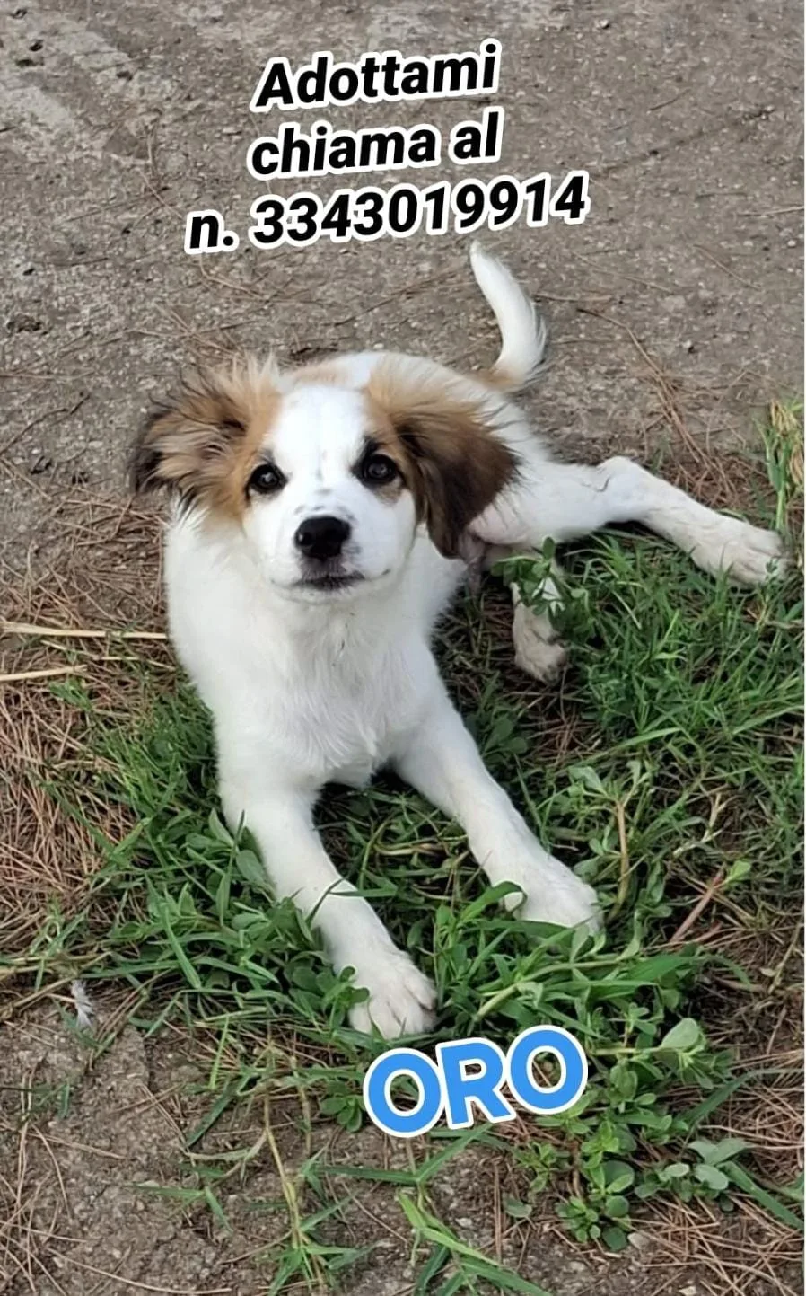 Oro, cane Meticcio in adozione a Crotone