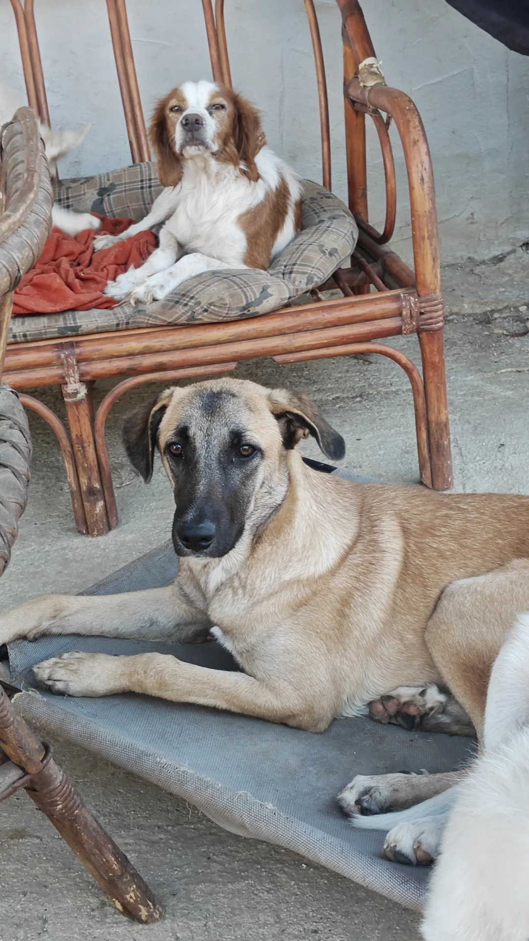 Molly dolcissima cucciola, cane Meticcio in adozione a Trapani - foto 3