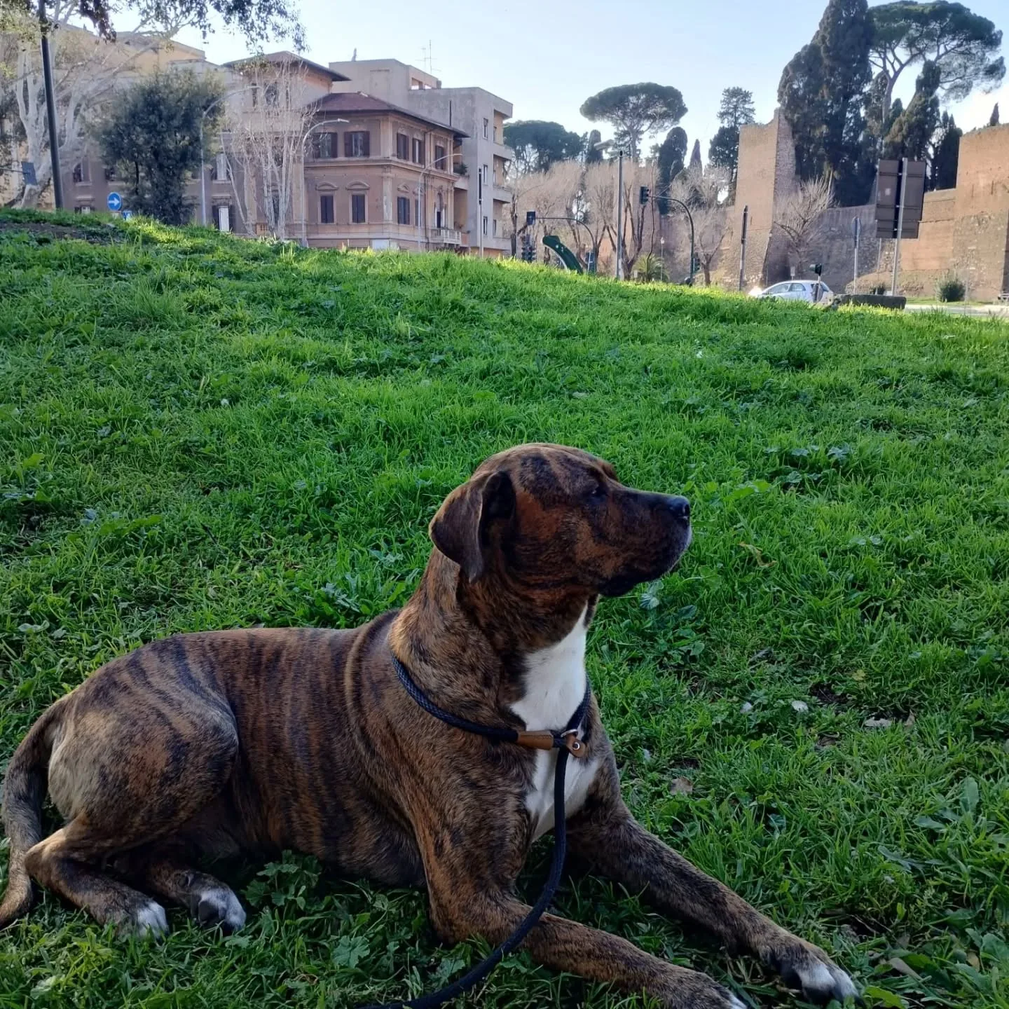 Azlan, cane mix cane corso in adozione a Latina - foto 4