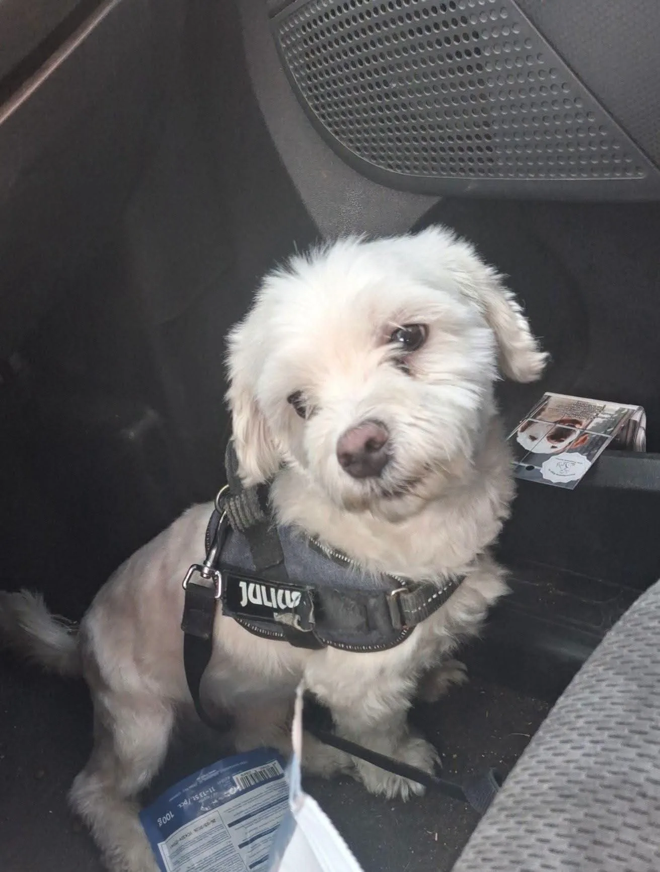 Ciko, cane Maltese in adozione a Vibo Valentia - foto 2