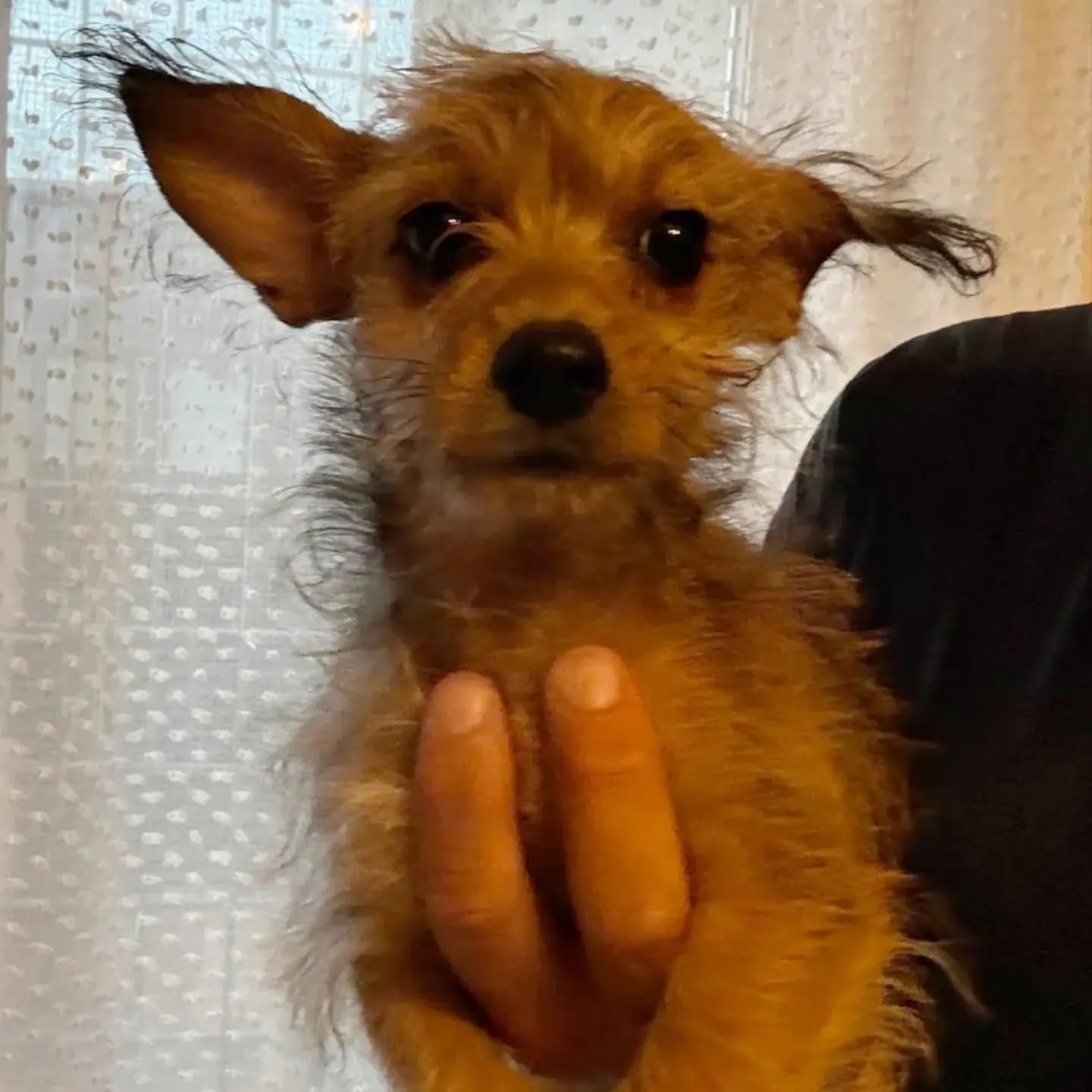 PIMPI, cane incrocio chihuahua yorkshire in adozione a Latina - foto 2