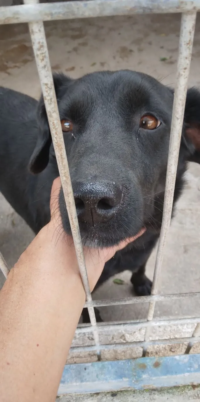 Leone, cane Mix labrador - volpino in adozione a Bari - foto 4