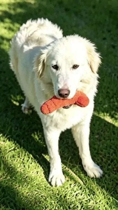 Xina, cane Meticcia in adozione a Chieti - foto 3