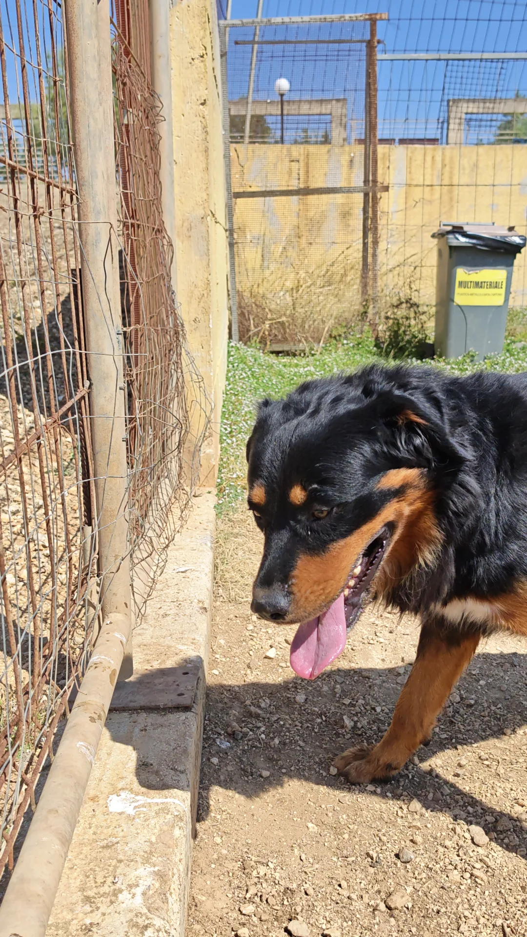 Snoopy, cane Incrocio rottweiler/pastore bernese in adozione a Taranto - foto 5