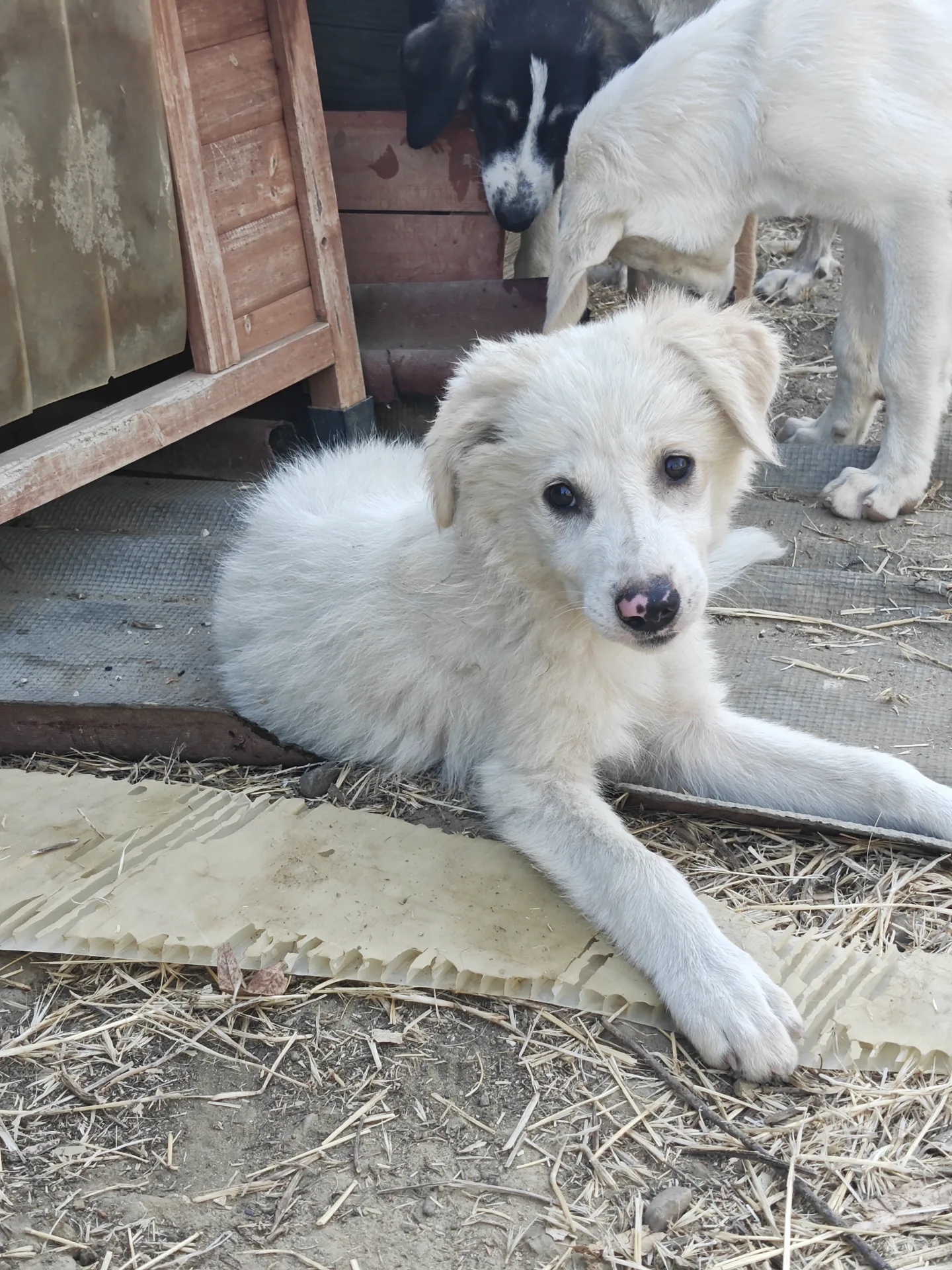 Milly, cane Mix maremmano in adozione a Trapani - foto 2