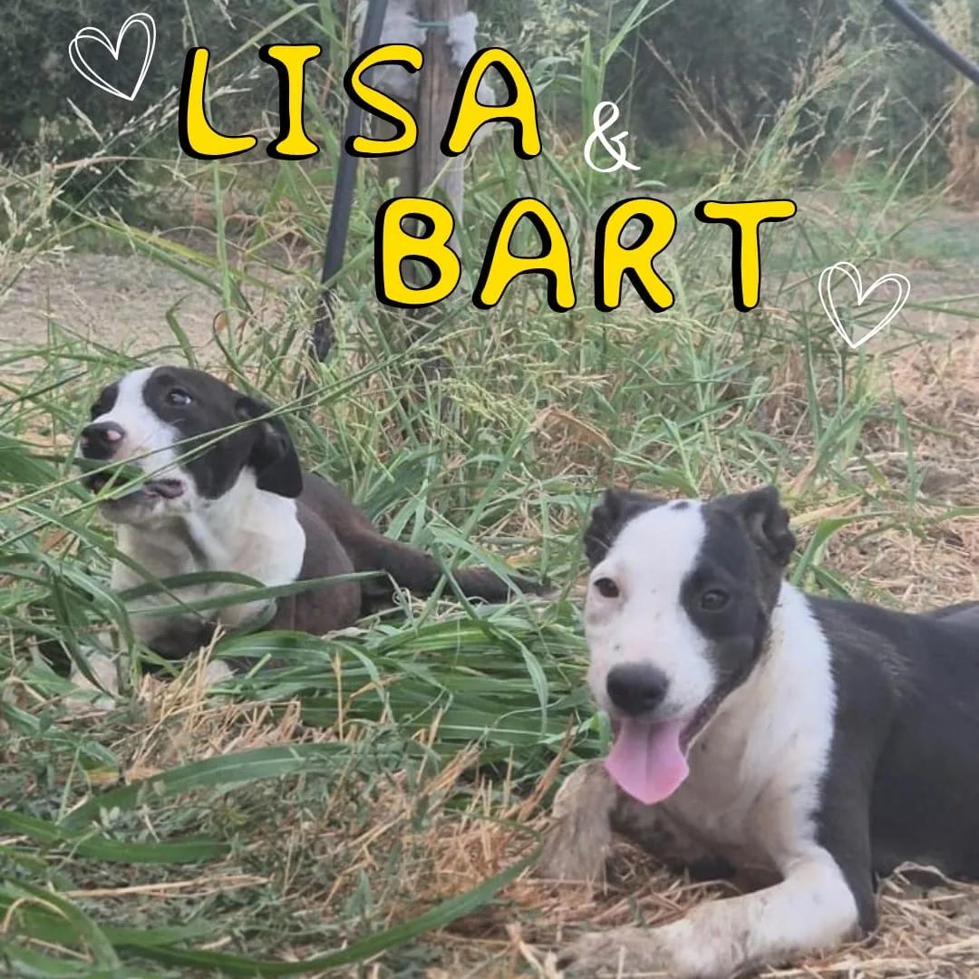 Bart, cane Meticcio in adozione a Crotone - foto 3