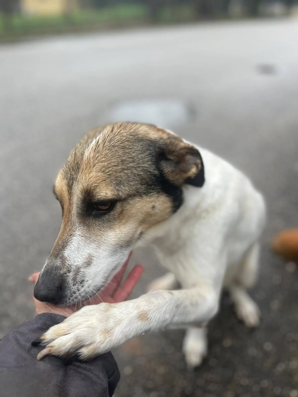 Rosemary, cane in adozione a Pavia - foto 1
