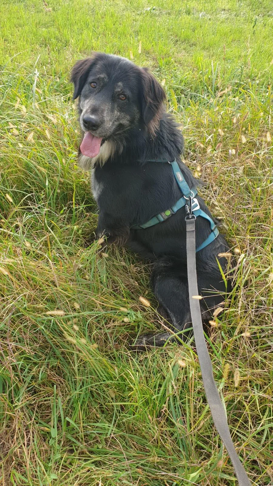 Orso, cane Meticcio in adozione a Torino - foto 2
