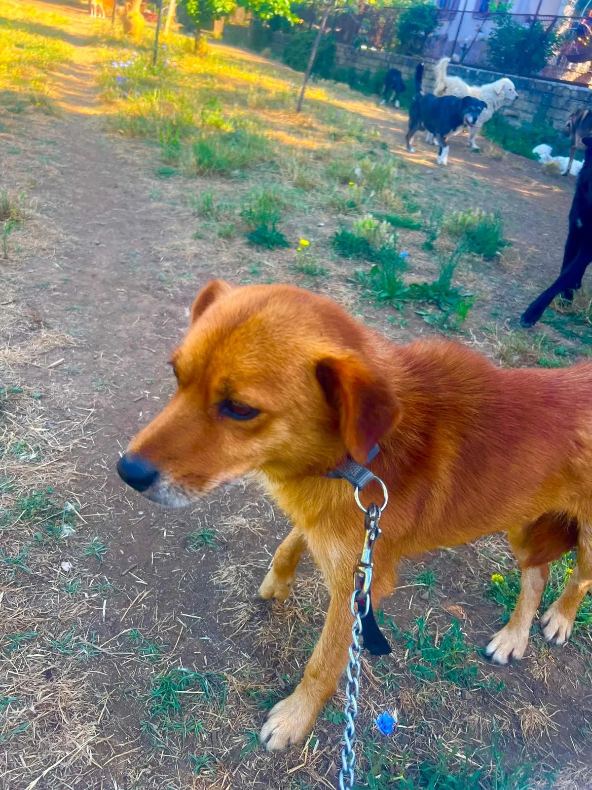 Leo, cane Meticcio in adozione a Roma - foto 2