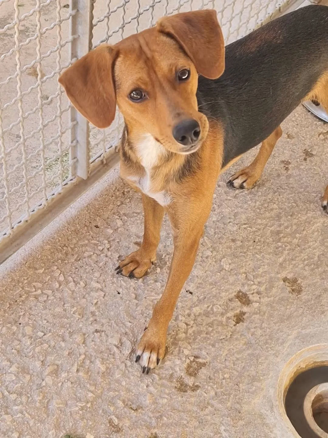 Pepo, cane in adozione a Trapani - foto 4
