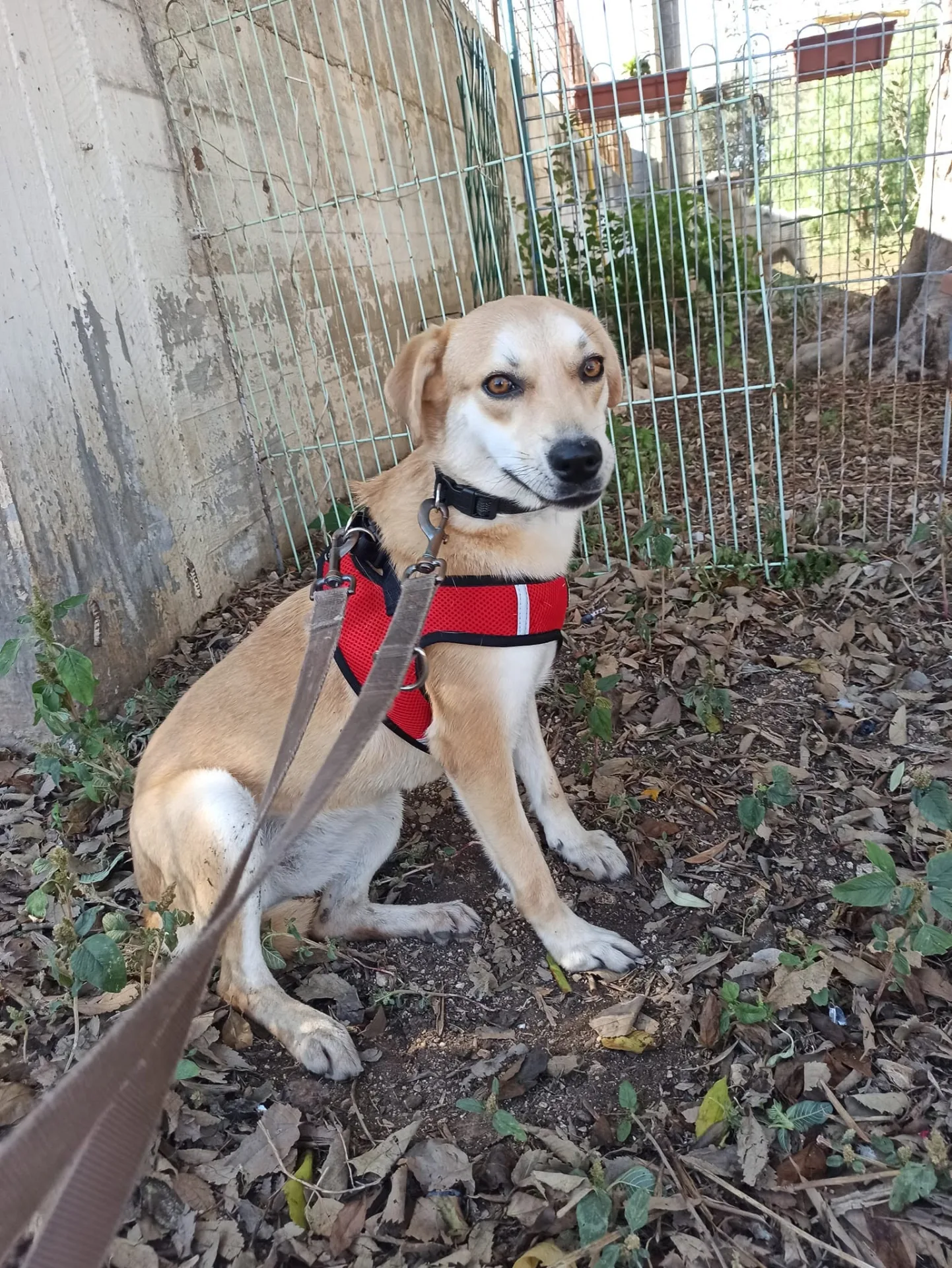 Clarabella, cane mix volpina-beagle in adozione a Bari - foto 1